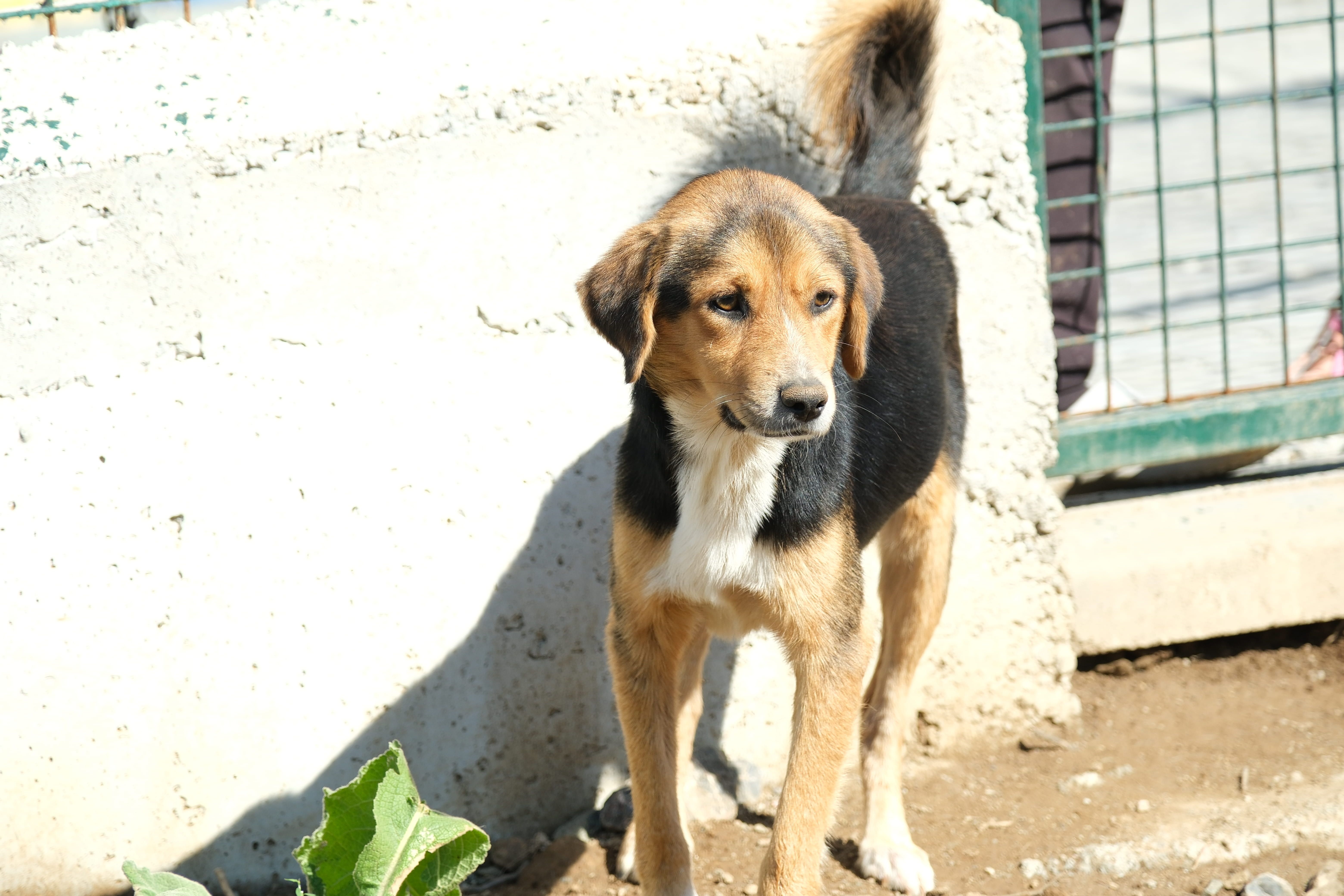 Dost fotoğrafı